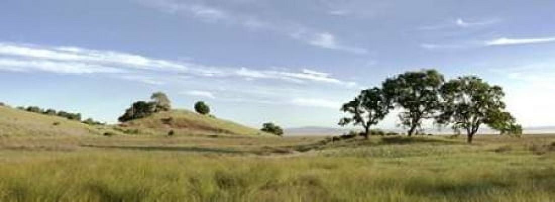Oak Tree - 82 Canvas Art - Alan Blaustein (24 x 48)