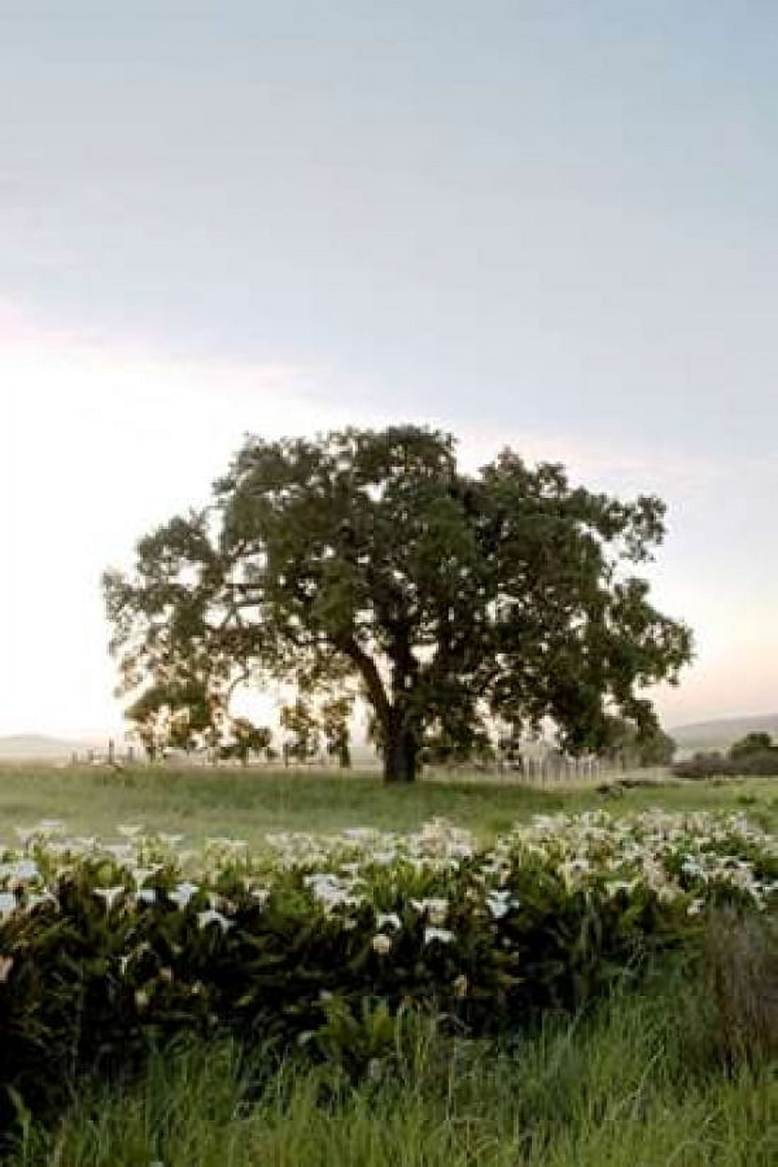 Oak Tree - 84 Canvas Art - Alan Blaustein (24 x 36)