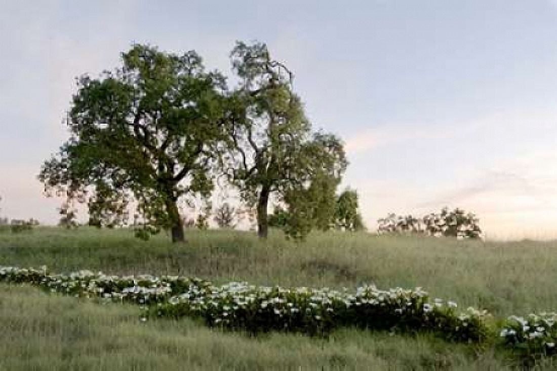 Oak Tree - 85 Canvas Art - Alan Blaustein (12 x 18)