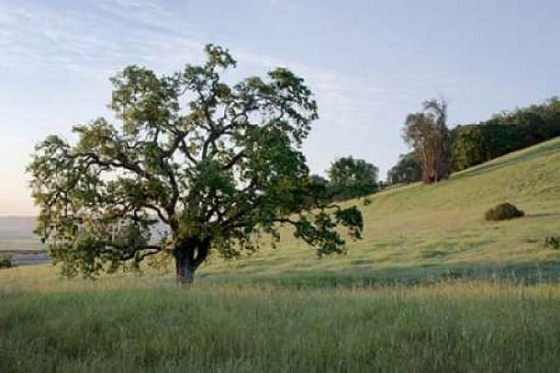 Oak Tree - 86 Canvas Art - Alan Blaustein (24 x 36)