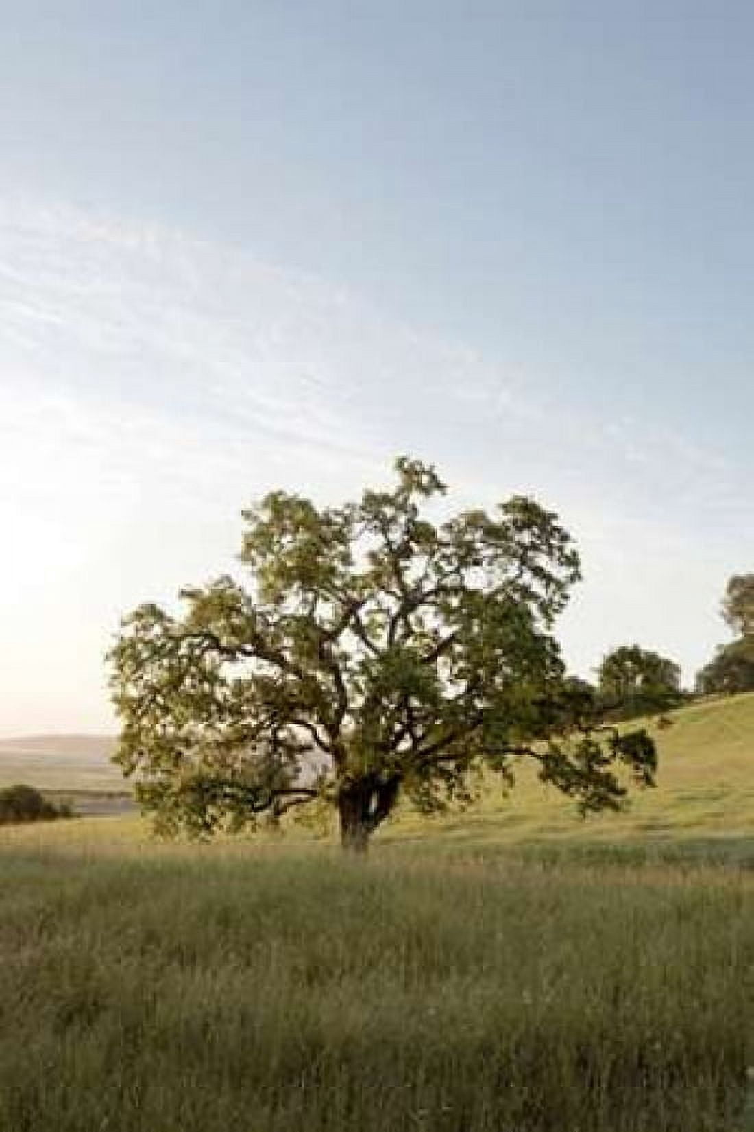 Oak Tree - 87 Canvas Art - Alan Blaustein (12 x 18)