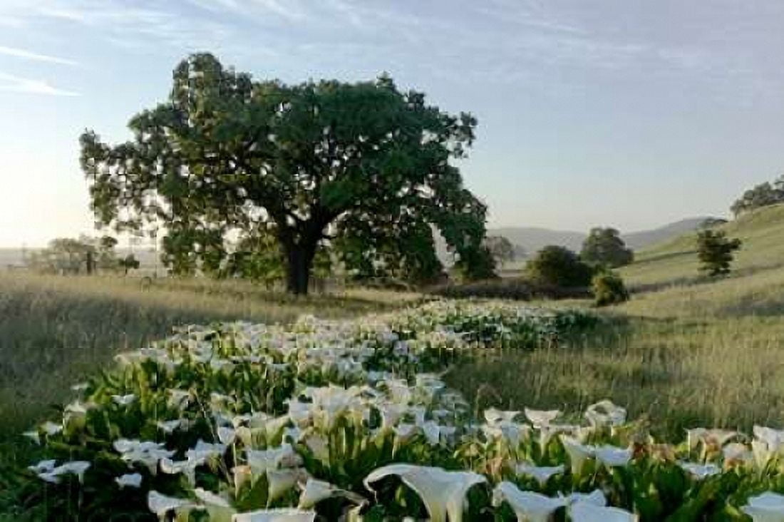 Oak Tree - 89 Canvas Art - Alan Blaustein (12 x 18)