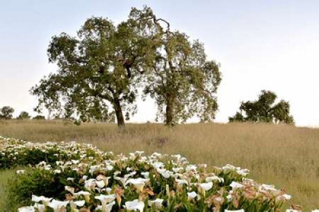 Oak Tree - 94 Canvas Art - Alan Blaustein (24 x 36)
