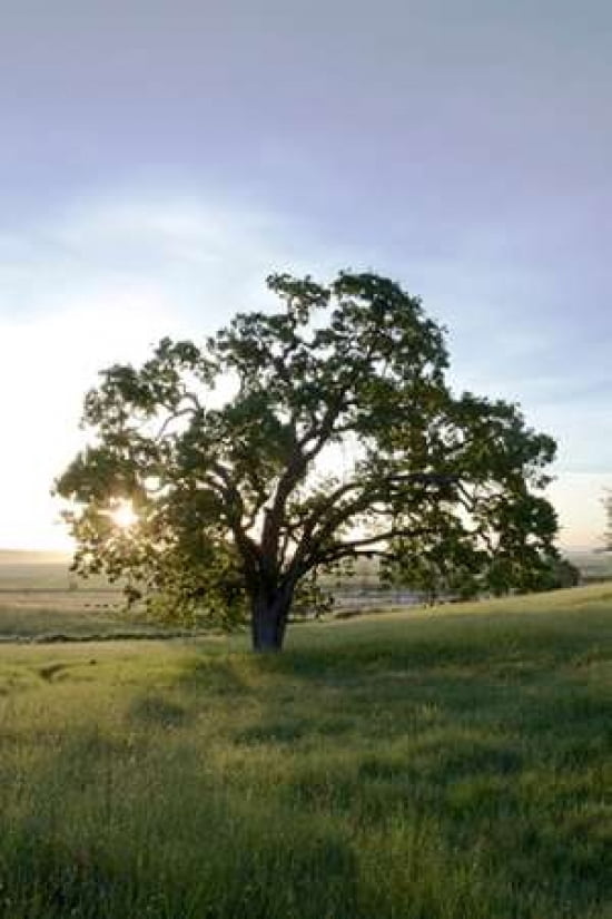 Oak Tree - 95 Canvas Art - Alan Blaustein (24 x 36)