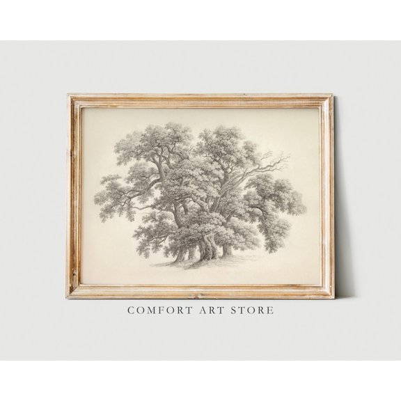 Oak Tree Drawing Wall Art Print, Vintage Botanical Etching And Rustic Home Decor