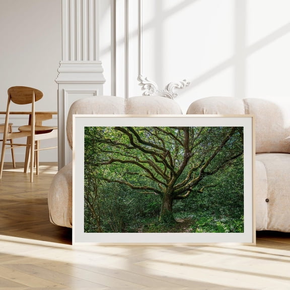 Oak Tree Forest Landscape Photograph, Nature, Green Wall Art, Fresh, Natural, Vibe, Modern Wall Decor, Award Winning Wall Art Wall Art, Modern Wall Decor, 8x12 UNFRAMED