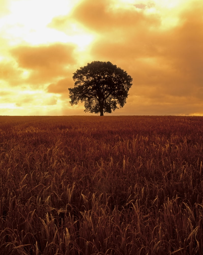 Oak Tree In A Barley Field Ireland Canvas Art - The Irish Image Collection Design Pics (12 x 16)
