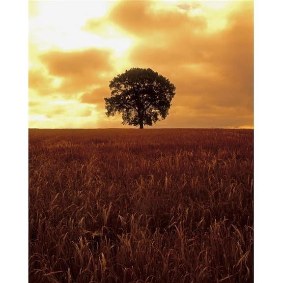 Oak Tree In A Barley Field Ireland Poster Print