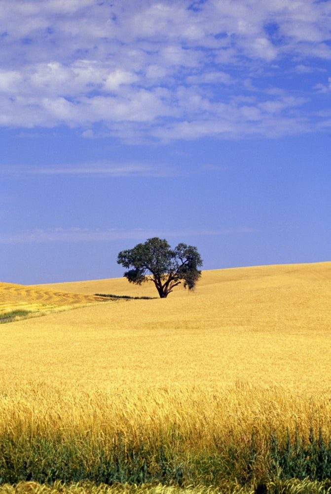 Oak Tree In Wheat Field Canvas Art - Natural Selection Craig Tuttle Design Pics (24 x 36)