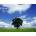 thumbnail image 1 of Oak Tree On A Landscape  County Meath  Republic Of Ireland Poster Print, 1 of 2