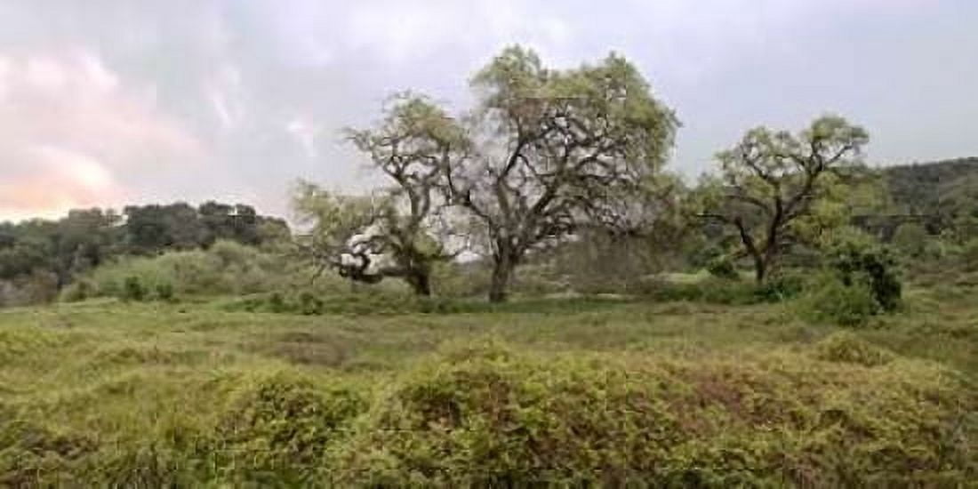 Oak Tree Pano - 133 Canvas Art - Alan Blaustein (24 x 48)