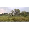 thumbnail image 1 of Oak Tree Pano - 133 Poster Print by Alan Blaustein (10 x 20), 1 of 1