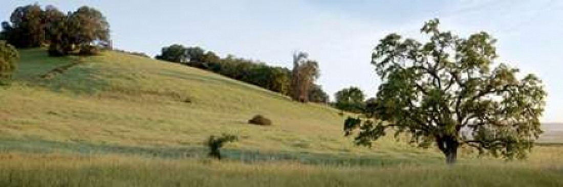 Oak Tree Pano - 91 Canvas Art - Alan Blaustein (8 x 24)