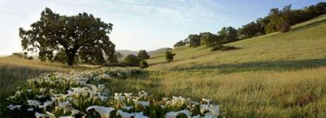 Oak Tree Pano - 92 Canvas Art - Alan Blaustein (10 x 20)