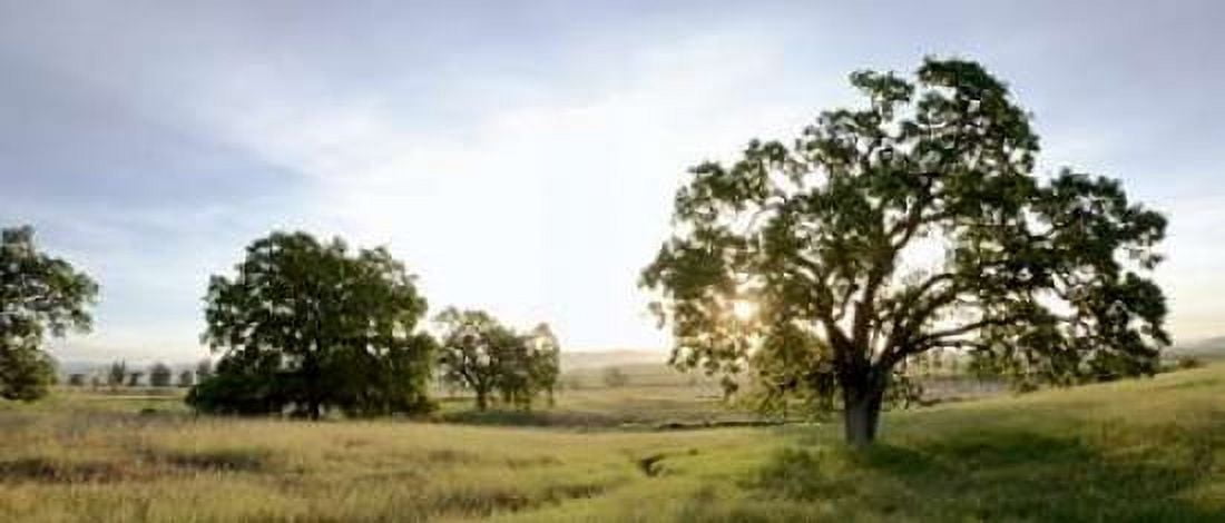 Oak Tree Pano - 98 Canvas Art - Alan Blaustein (10 x 20)