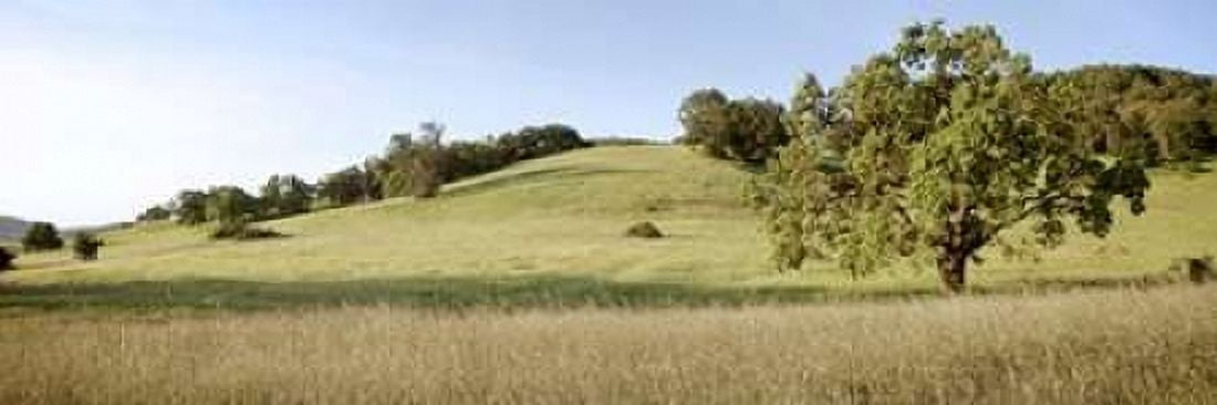 Oak Tree Pano - 99 Canvas Art - Alan Blaustein (8 x 24)