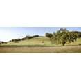 thumbnail image 1 of Oak Tree Pano - 99 Poster Print by Alan Blaustein (8 x 24), 1 of 1