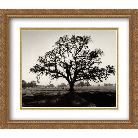 Oak Tree Sunrise 2x Matted 32x28 Large Gold Ornate Framed Art Print by Adams, Ansel