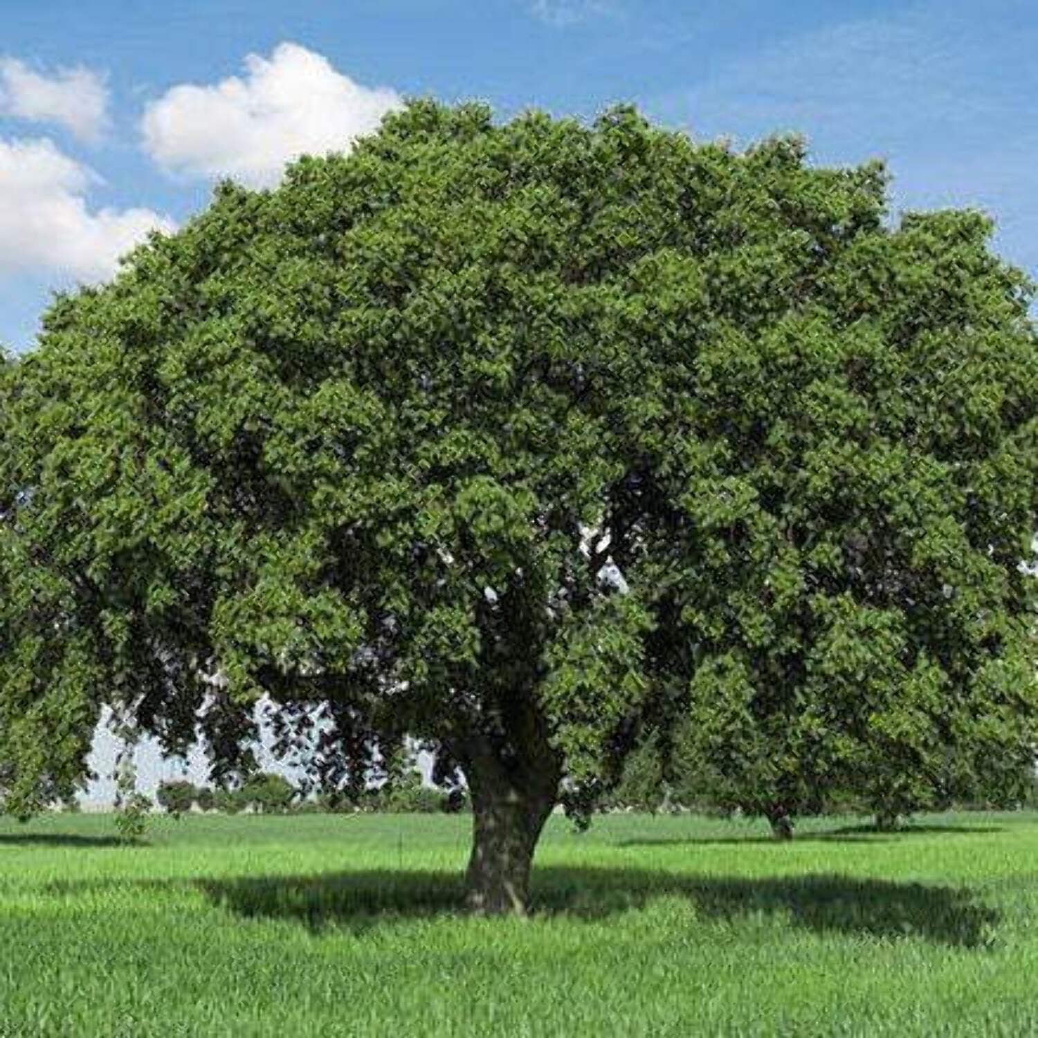 Oak Tree 'White Oak'