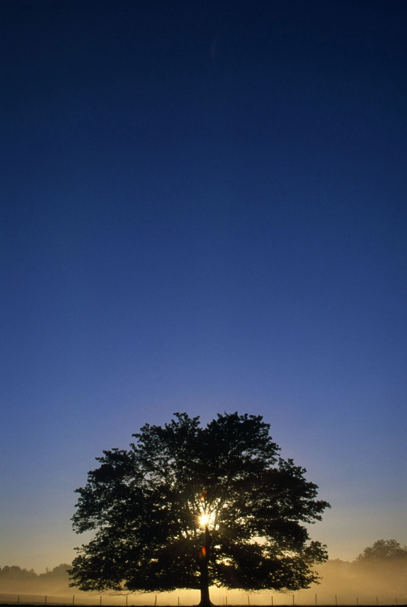 Oak Tree With Starburst Coming Through Canvas Art - Natural Selection Tony Sweet Design Pics (12 x 18)