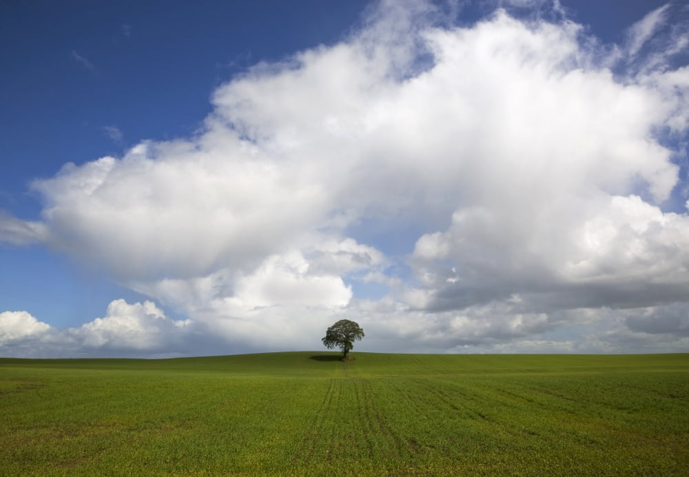 Oak Tree in Arable Field Near Carlow Co Carlow Ireland Canvas Art - George Munday Design Pics (18 x 12)
