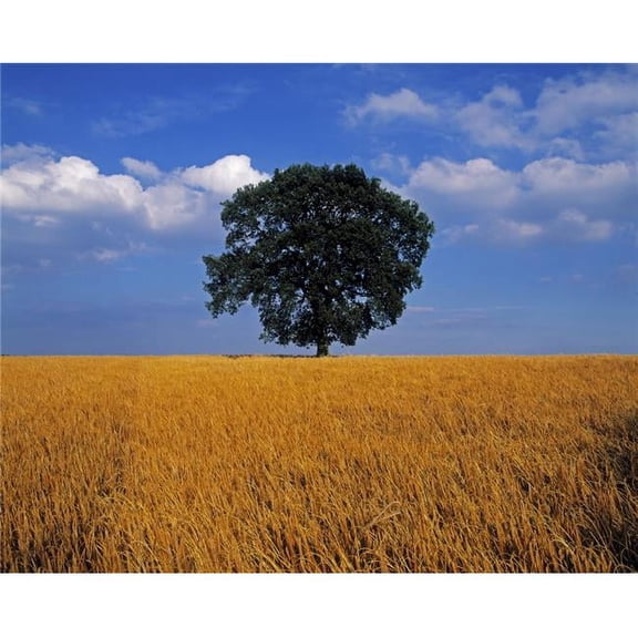 Oak Tree in a Barley Field Ireland Poster Print by The Irish Image Collection, 30 x 24 - Large