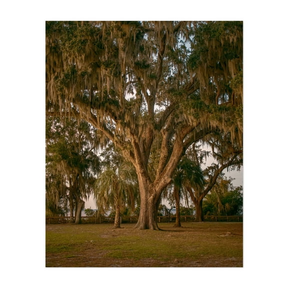 Oak Trees at Alpine Groves Park 01 - Fruit Cove Florida Photography Nature Forest Tropical Landscape Woodland Scenic Rural Unframed Wall Art Print 30 x 40 inches