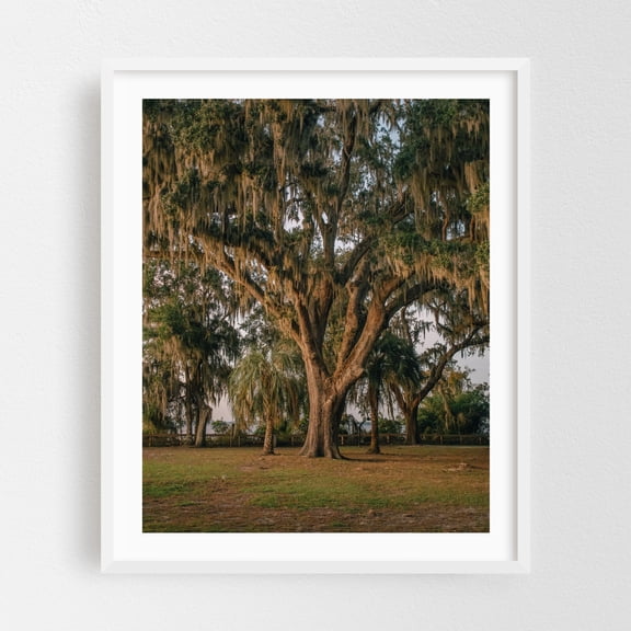 Oak Trees at Alpine Groves Park 02 - Fruit Cove Florida Photography Nature Spanish Moss Landscape Rustic Woodland White Framed Wall Art Print 6 x 8 inches