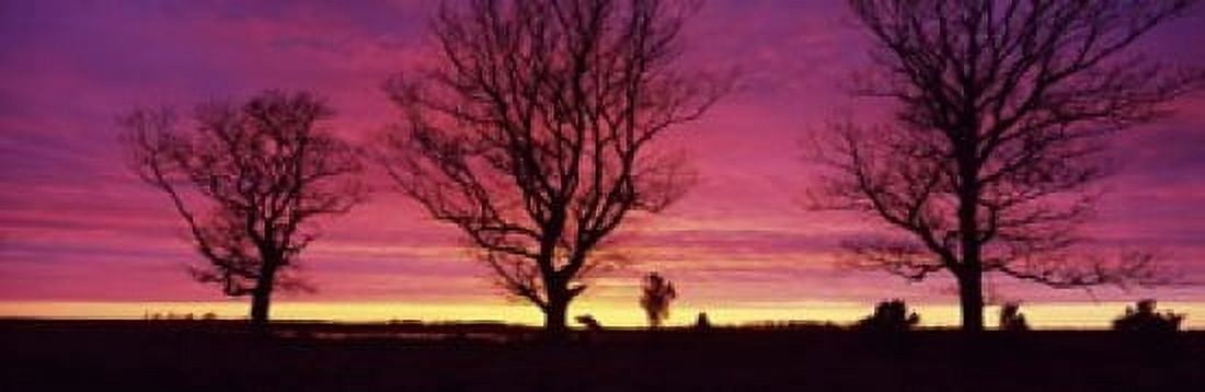 Oak Trees Sunset Sweden Canvas Art - Panoramic Images (18 x 6)