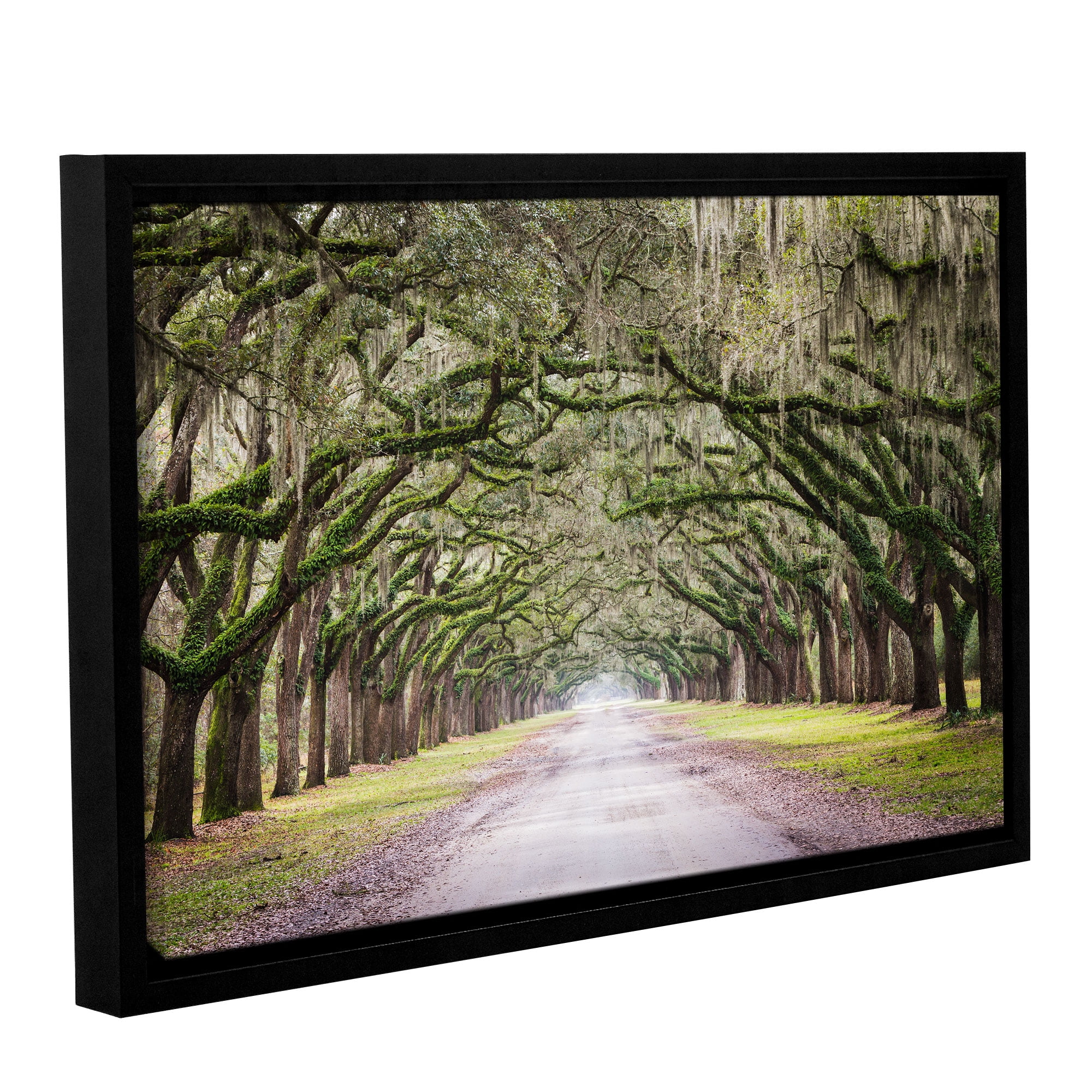 Oak Trees With Spanish Moss In Savanna Georgia