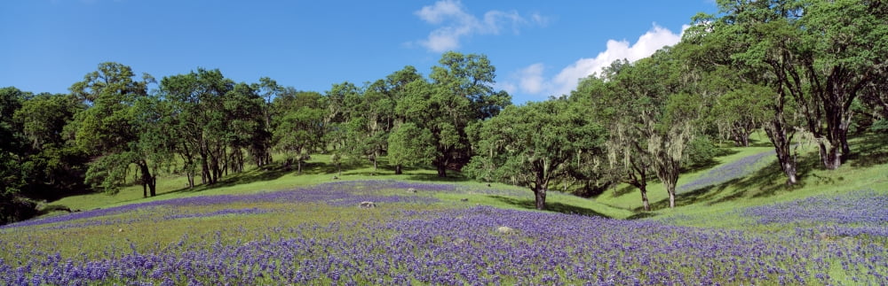 Oak Trees and lupine flowers in field Central California USA Canvas Art - Panoramic Images (27 x 9)