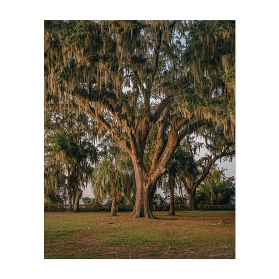 Oak Trees at Alpine Groves Park 02 - Fruit Cove Florida Photography Nature Landscape Rustic Woodland Unframed Wall Art Print 11 x 14 inches