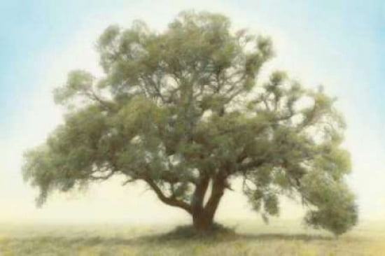 Oak and Blue Sky Canvas Art - William Guion (12 x 18)