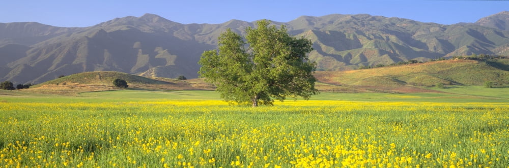 Oak and mustard in green field and Chief Peak in Upper Ojai Valley California Canvas Art - Panoramic Images (27 x 9)