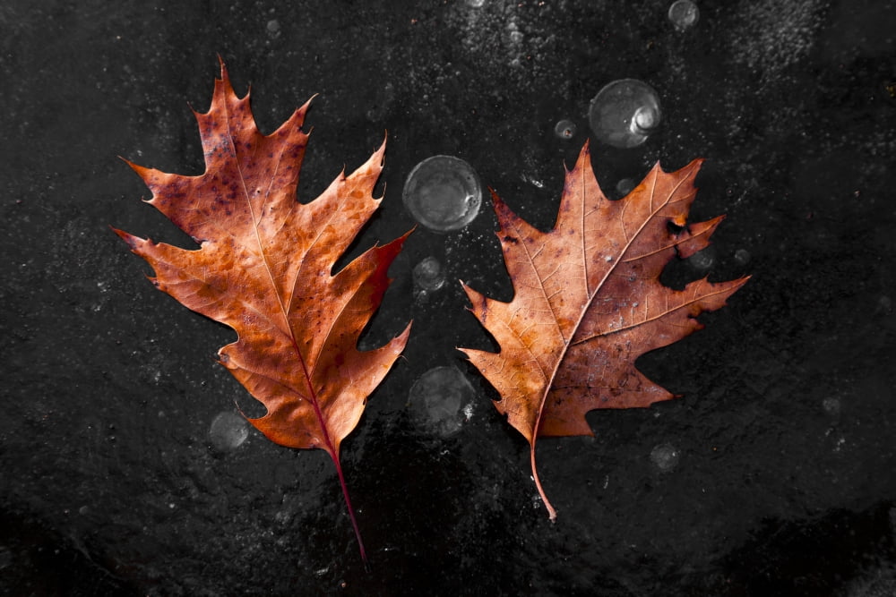 Oak leaves laying on the Backbone Lake ice at Backbone State Park near Strawberry Point Iowa United States of America Canvas Art - Lucas Payne Design Pics (19 x 12)