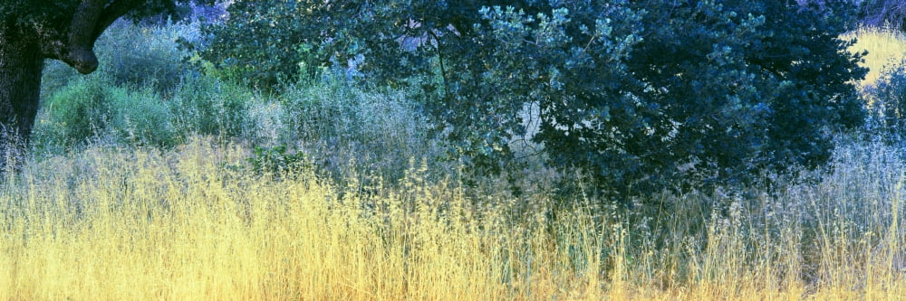 Oak tree and summer cured grass Los Padres National Forest California USA Canvas Art - Panoramic Images (36 x 12)