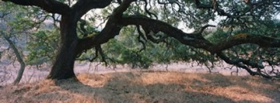 Oak tree on a field Sonoma County California USA Canvas Art - Panoramic Images (36 x 13)
