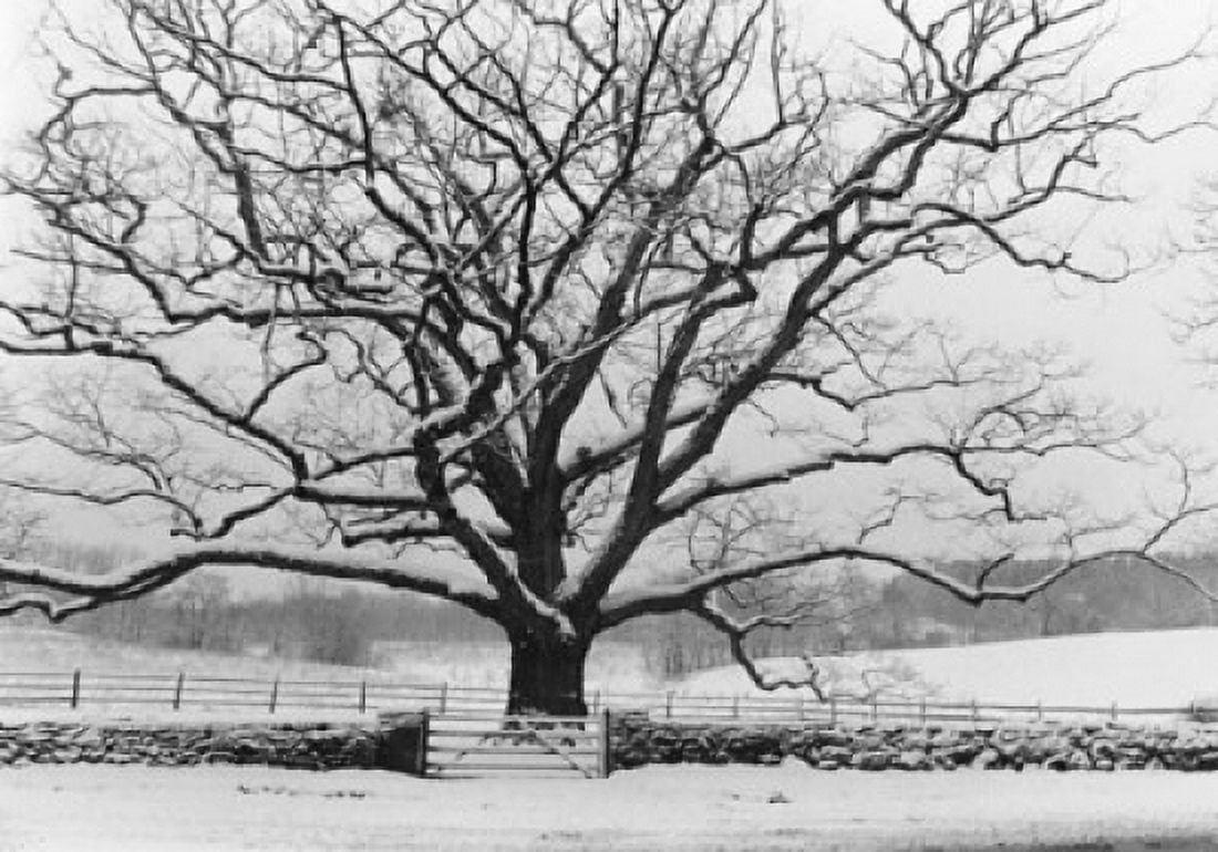 Oak tree on a snow covered field Canvas Art - (18 x 24)