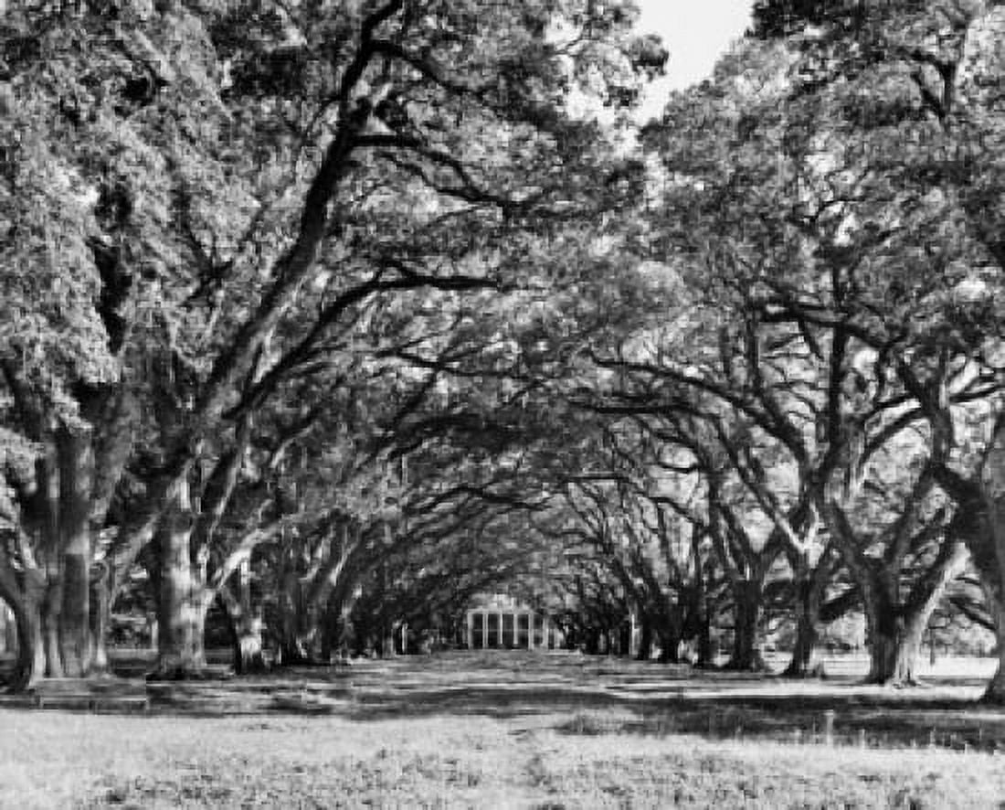 Oak trees in a field Oak Alley Plantation Vacherie Louisiana USA Canvas Art - (24 x 36)