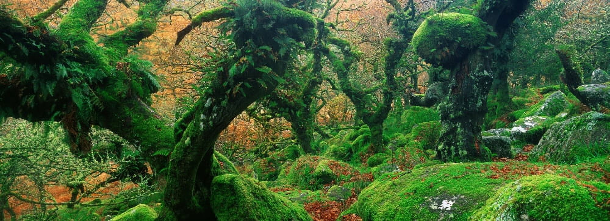 Oak trees in a forest Wistmans Wood Dartmoor National Park Devon England Canvas Art - Panoramic Images (27 x 9)