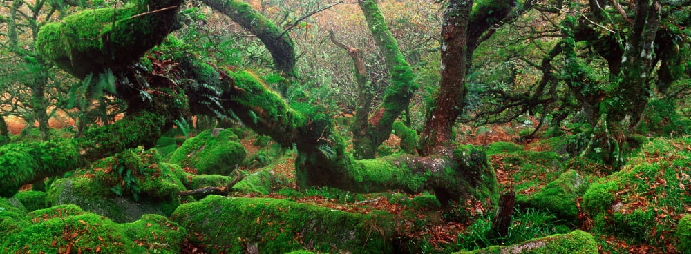 Oak trees in a forest Wistmans Wood Dartmoor National Park Devon England Canvas Art - Panoramic Images (27 x 9)