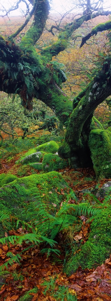 Oak trees in a forest Wistmans Wood Dartmoor National Park Devon England Canvas Art - Panoramic Images (36 x 12)