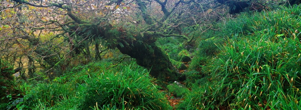 Oak trees in a forest Wistmans Wood Dartmoor National Park Devon England Canvas Art - Panoramic Images (36 x 12)