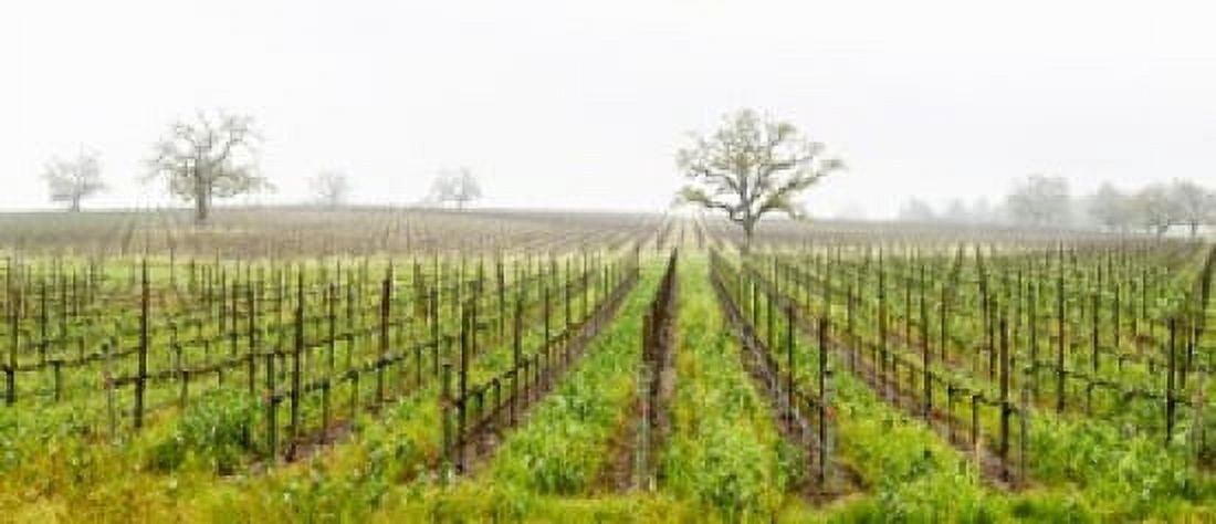 Oak trees in a vineyard Guerneville Road Sonoma Valley Sonoma County California USA Canvas Art - Panoramic Images (15 x 6)
