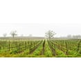 thumbnail image 1 of Oak trees in a vineyard, Guerneville Road, Sonoma Valley, Sonoma County, California, USA Poster Print (15 x 6), 1 of 1