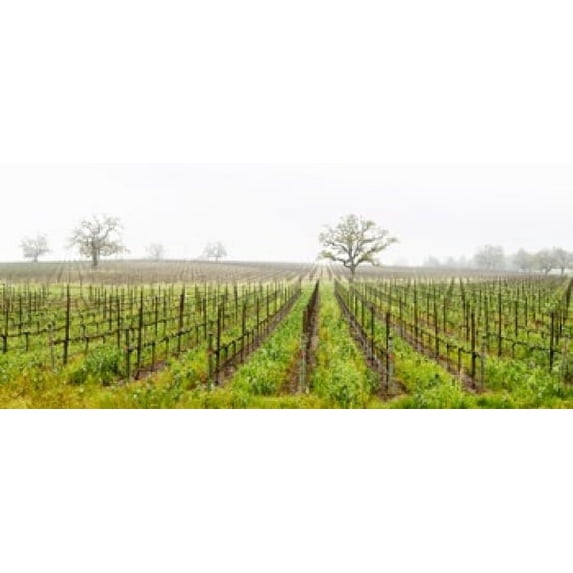 Oak trees in a vineyard, Guerneville Road, Sonoma Valley, Sonoma County, California, USA Poster Print (15 x 6)