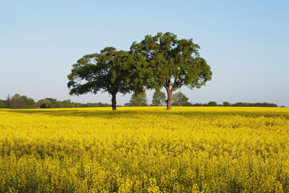Oak trees in canola field near Ploen Schleswig-Holstein Germany Canvas Art - Carl Bruemmer Design Pics (38 x 24)