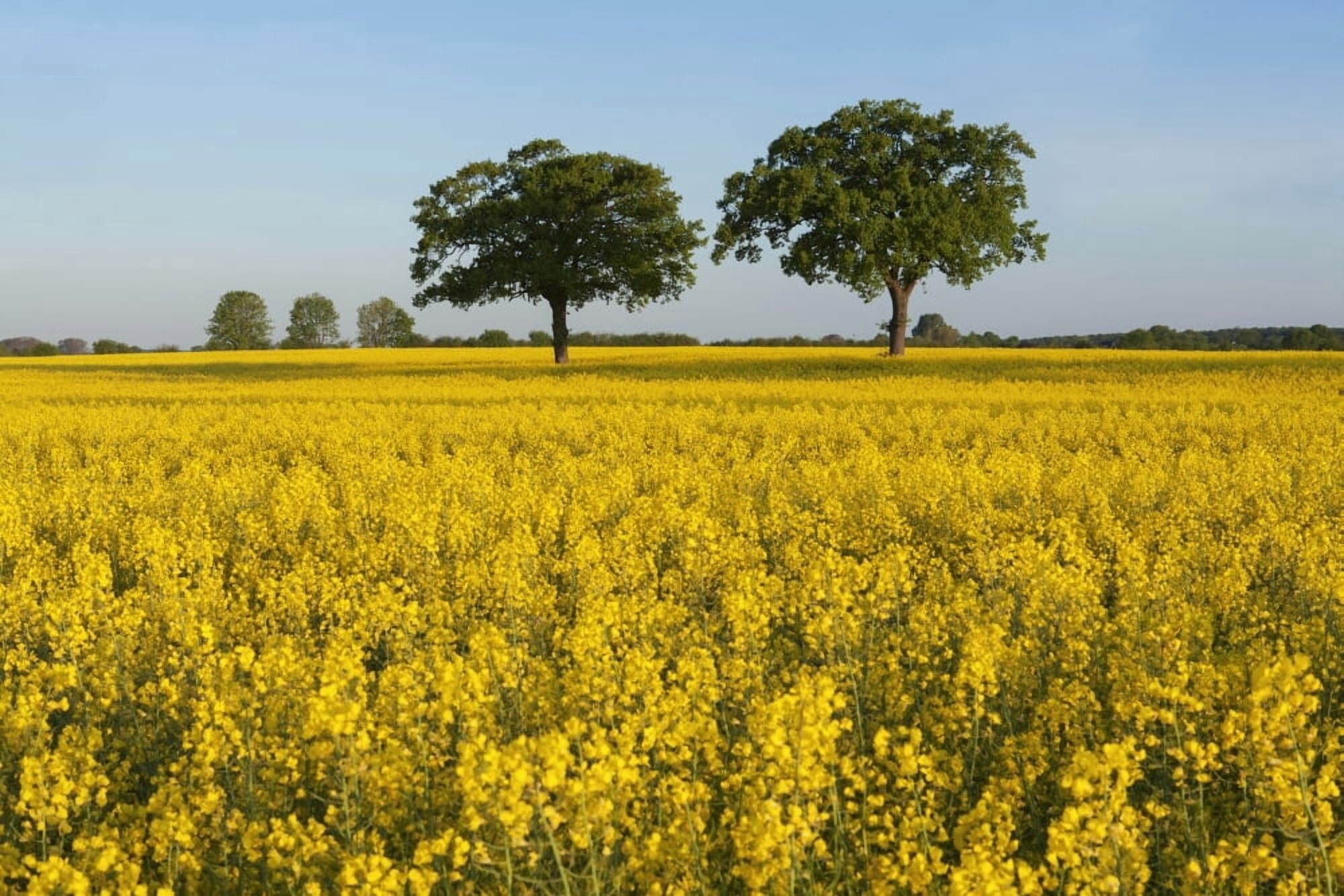 Oak trees in canola field near Ploen Schleswig-Holstein Germany Canvas Art - Carl Bruemmer Design Pics (38 x 24)