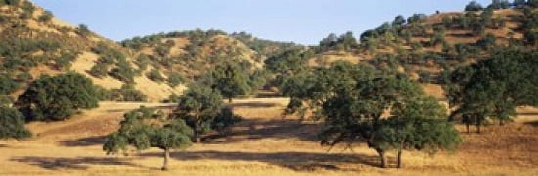 Oak trees on hill Stanislaus County California USA Canvas Art - Panoramic Images (18 x 6)