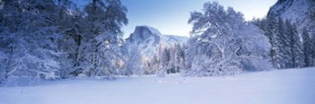 Oak trees and rock formations covered with snow Half Dome Yosemite National Park Mariposa County California USA Canvas Art - Panoramic Images (18 x 6)